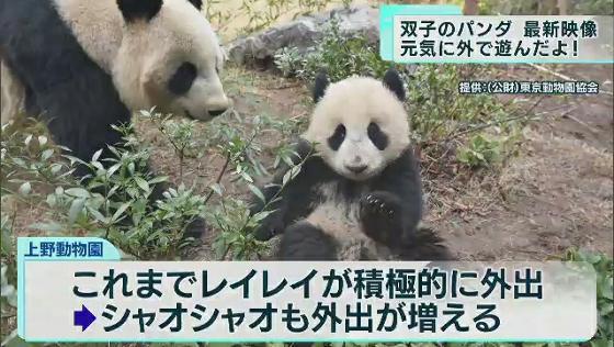 東京・台東区にある上野動物園で飼育されている双子のジャイアントパンダ、シャオシャオとレイレイの最新映像が公開されました。2頭とも外の運動場で元気に遊んでいます。