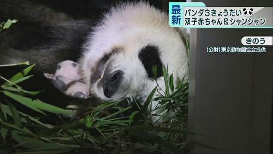 双子の赤ちゃんパンダ、ますます成長　上野動物園