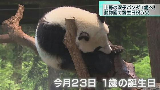 双子パンダは27.35キロに　上野動物園で「1歳を祝う会」