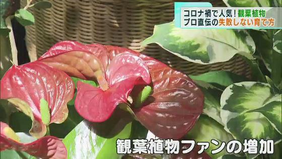 コロナ禍で観葉植物が人気　プロ直伝の「失敗しない育て方」
