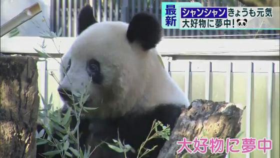 上野動物園 パンダのシャンシャン 竹に夢中 Tokyo Mx プラス