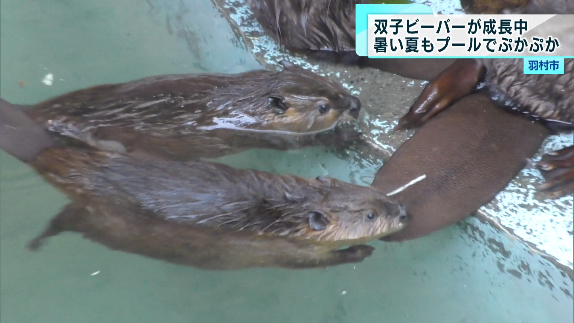 羽村市の動物園では、5月に生まれた双子のビーバーの赤ちゃんが、訪れた人を楽しませています。