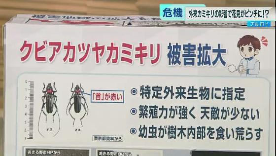 外来カミキリムシの影響で お花見ピンチにも 東京都が駆除を呼び掛け Tokyo Mx プラス