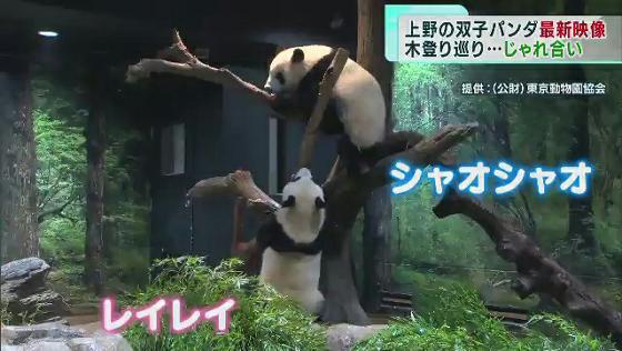 上野動物園の双子パンダ　木登り巡ってじゃれ合う
