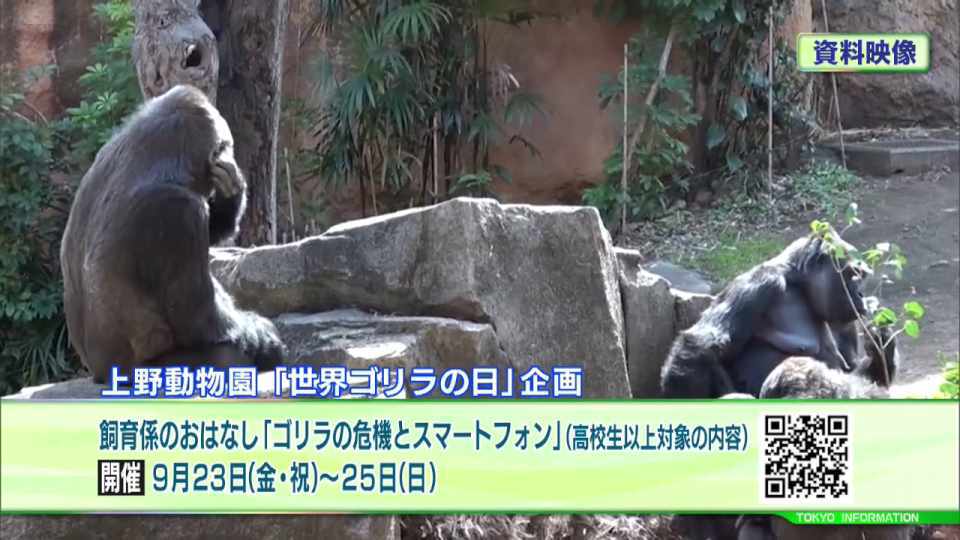 都立動物園・水族園からさまざまな秋のイベントのお知らせ 名前を募集していたニシゴリラの名前も決定!