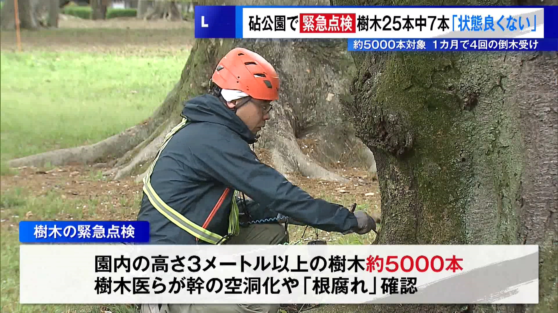3月7日以降、1カ月ほどの間に4回の倒木が発生した都立砧公園で、4月9日から東京都による樹木の緊急点検が始まりました。点検初日となったこの日、園内には多くの立ち入り禁止エリアが設けられ、樹木医による点検が行われました。
