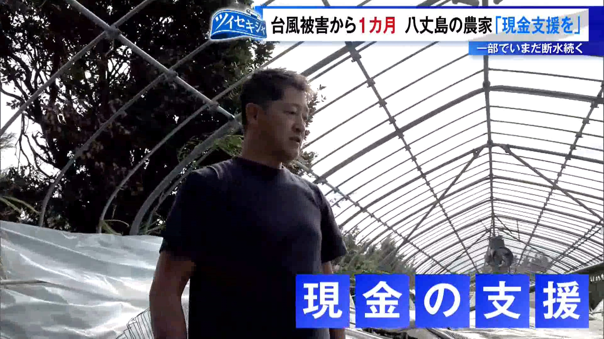 TOKYO MXの報道記者が注目したニュースを深掘り・生解説する「ツイセキシャ」。台風被害から1カ月が経過した「八丈島の復興に向けた取り組み」についてです。八丈島ではいまだ一部で断水が続くなど生活のほか、産業にも大きな影響が続いているのが現状です。今回は島で特産のシイタケを育てる農家を取材しました。