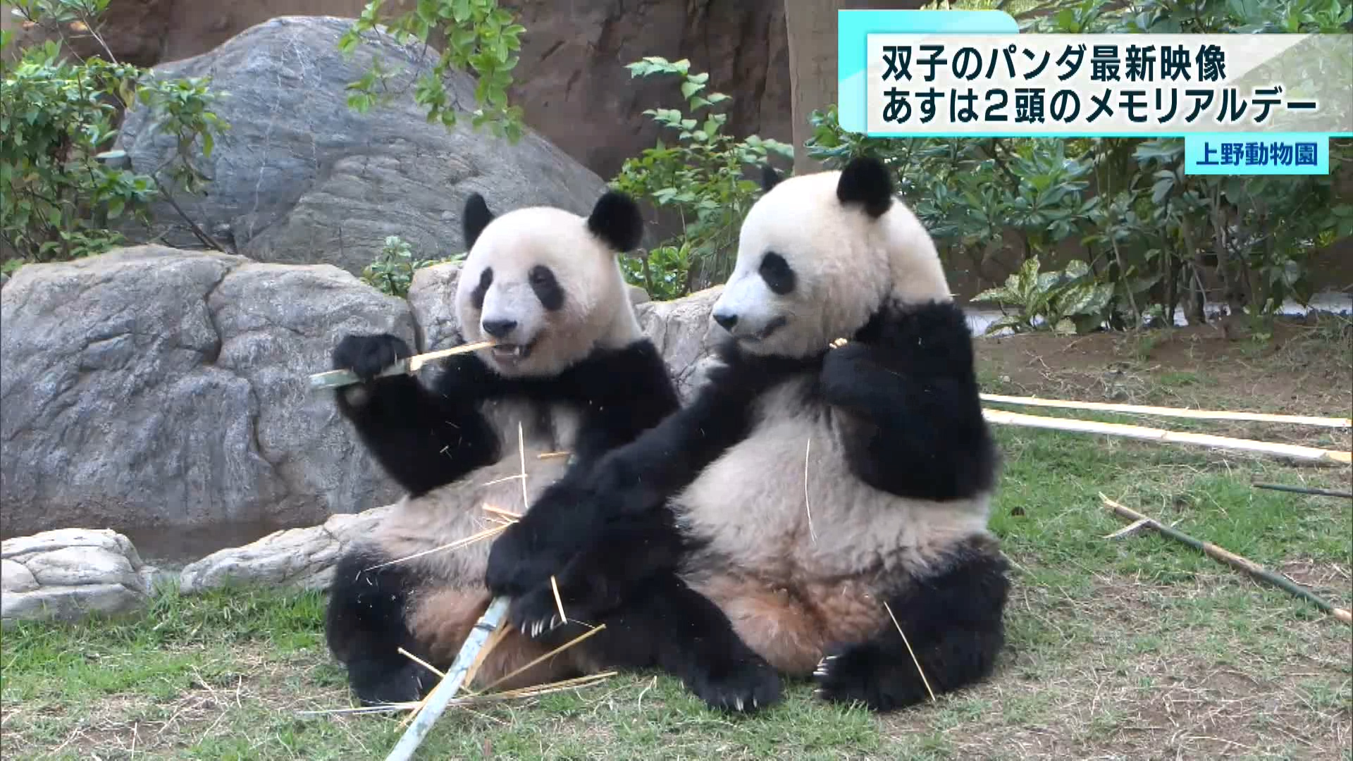 6月23日に誕生日を迎える上野動物園の人気者・双子パンダの最新映像が公開されました。地元・上野の百貨店も誕生日を記念したイベントを開催し大いに盛り上がっています。
