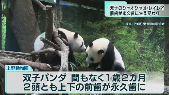 上野のパンダ最新映像　レイレイは竹が食べられるように