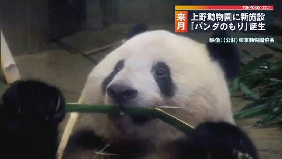 ９月　上野動物園「パンダのもり」誕生