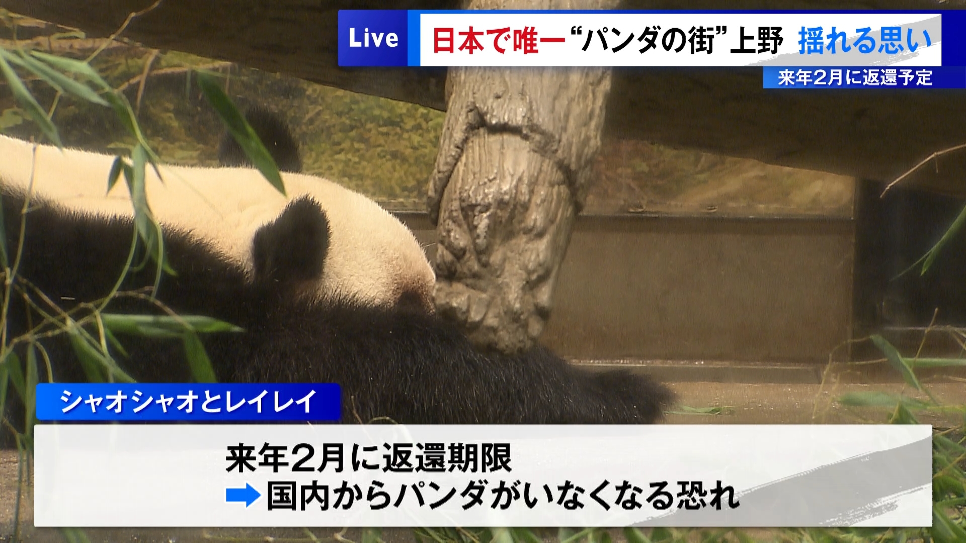 “パンダの街”東京・上野は日本で唯一、パンダに会える街となりました。しかし上野動物園の2頭も2026年2月に返還期限を迎えるため、関係者は複雑な思いを抱えています。