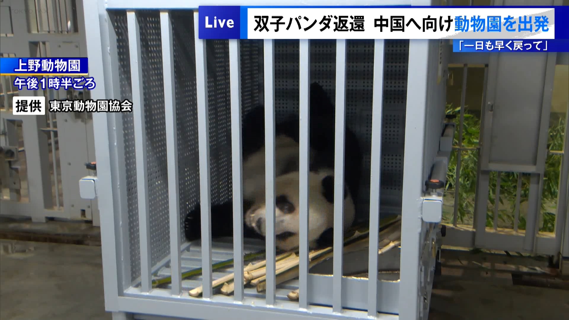 東京・上野動物園の双子のジャイアントパンダ・シャオシャオとレイレイが1月27日、返還先の中国に向けて出発しました。