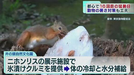 動物園も暑さ対策を工夫！　東京都心で16回目の猛暑日