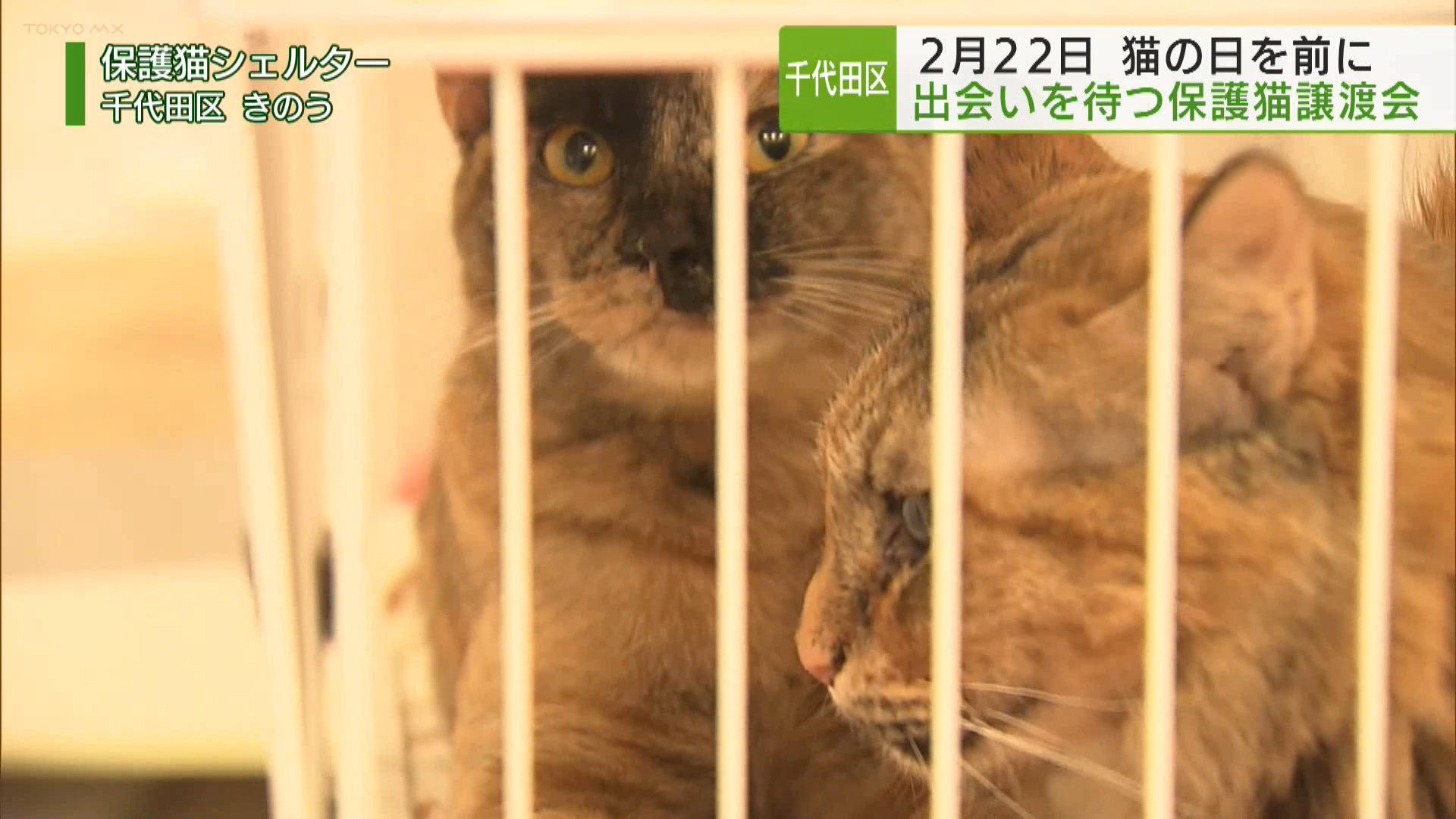 千代田区 飼育困難となり保護された猫の譲渡会