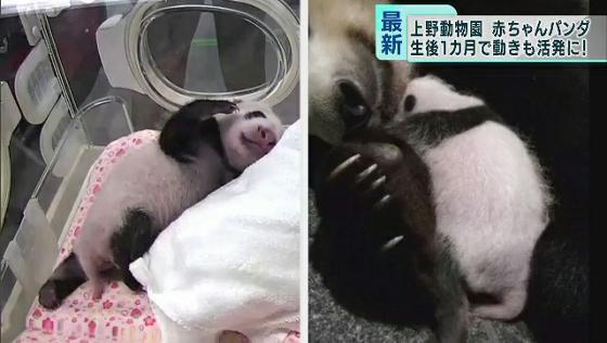 動きが活発に！双子の赤ちゃんパンダ　上野動物園