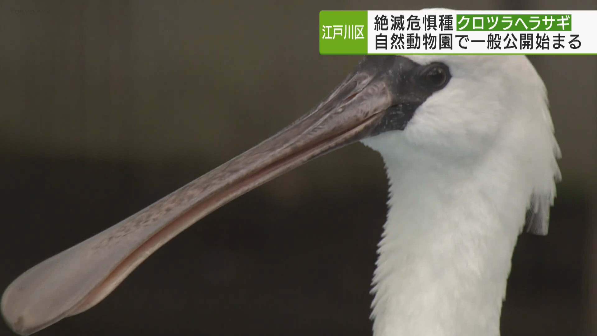 絶滅危惧種に指定されているクロツラヘラサギの一般公開が、11月7日から江戸川区で始まりました。