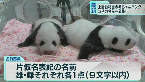 双子の赤ちゃんパンダ、名前を募集へ　上野動物園