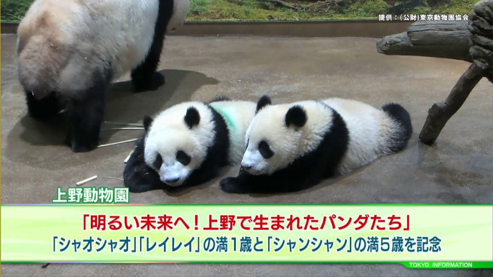 ジャイアントパンダの誕生日記念企画、上野動物園で6月開催