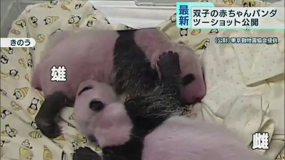 双子の赤ちゃんパンダ ツーショット公開 上野動物園 Tokyo Mx プラス