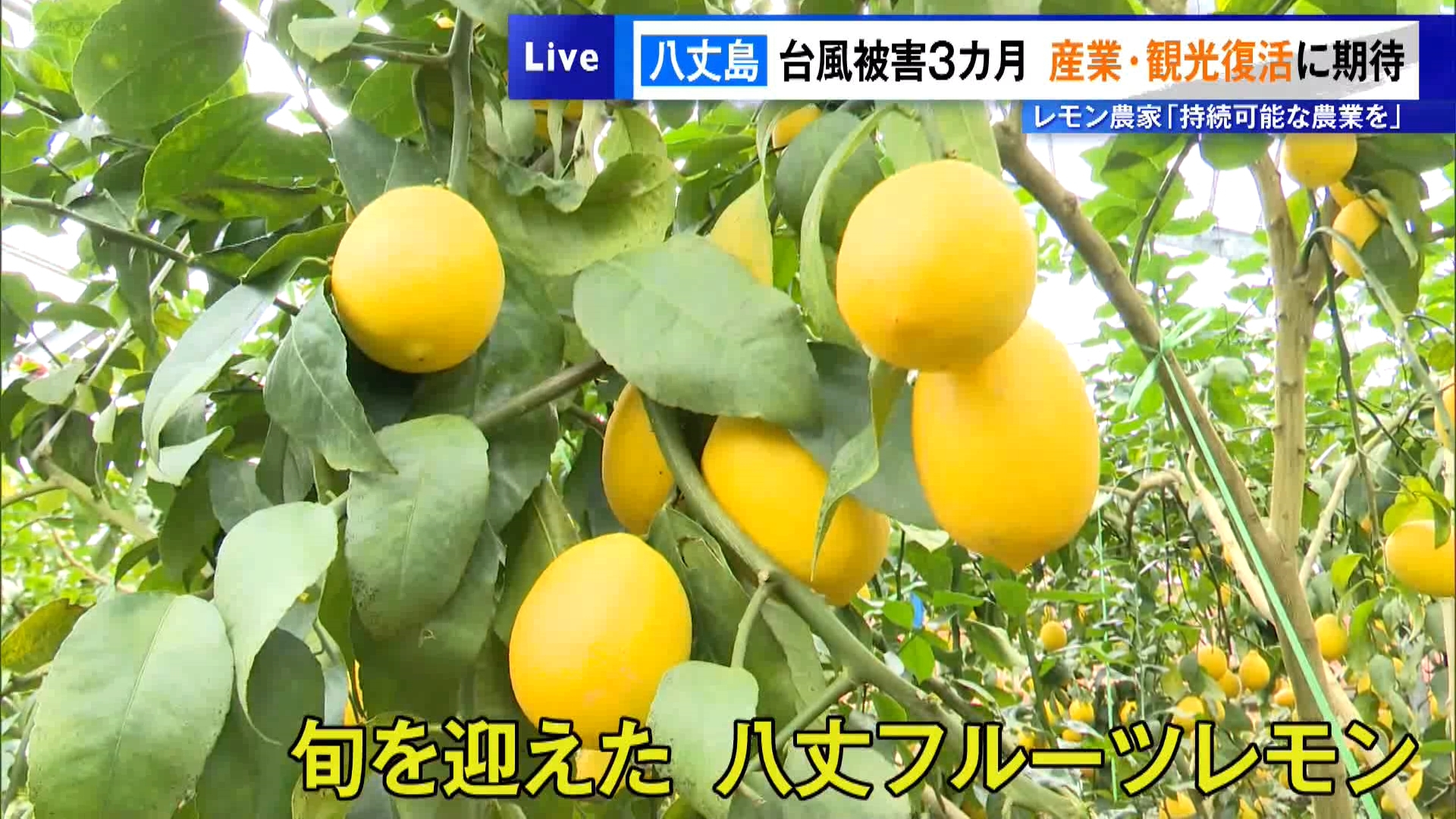 台風被害から3カ月の八丈島　産業・観光復活に期待…レモン農家「持続可能な農業を」