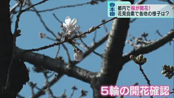東京で桜が開花･･･　「花見自粛」で上野公園の様子は？