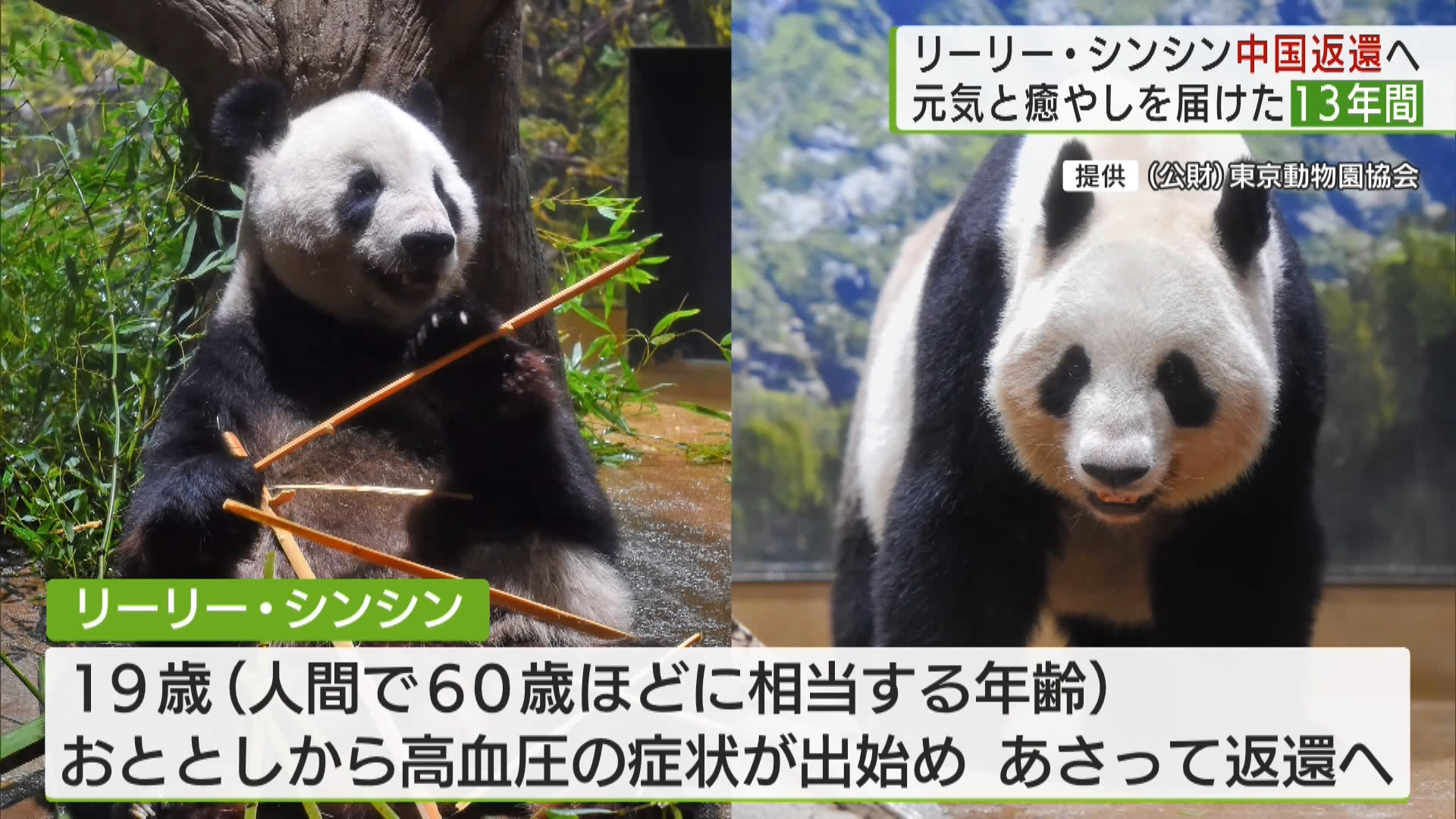 東京・上野動物園のジャイアントパンダ「リーリー」と「シンシン」が9月29日に中国へと返還されます。「シャンシャン」や双子パンダを産み、13年間にわたって日本中にパンダフィーバーを起こしてきた2頭にお別れを言おうと、連日多くの人が動物園を訪れました。