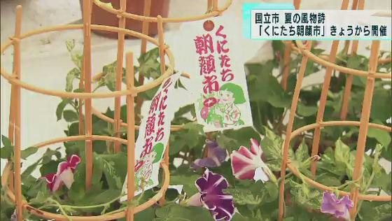 　東京・国立市で夏の風物詩として親しまれている朝顔市が7月2日から始まり色鮮やかな朝顔たちが街を彩りました。