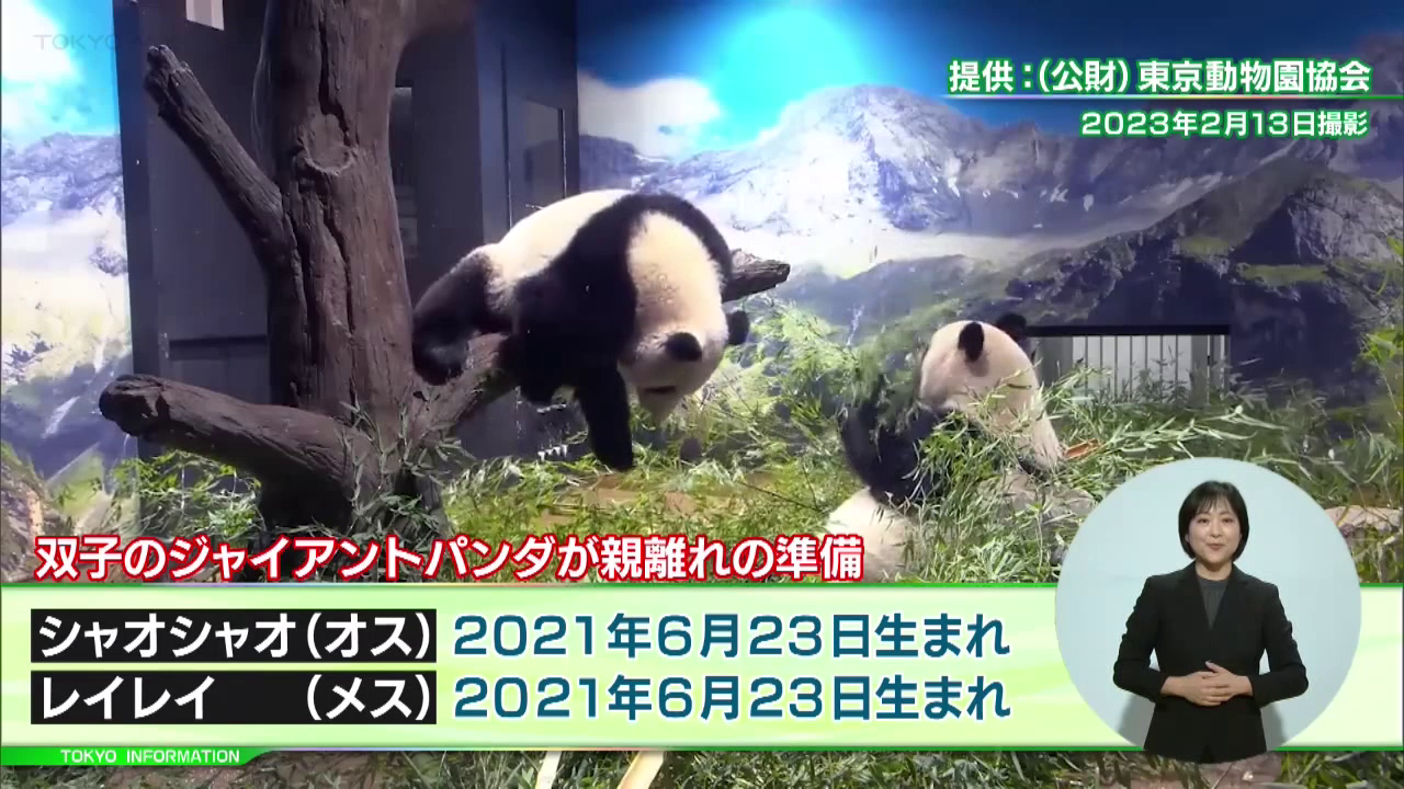 上野動物園の双子のジャイアントパンダ 親離れの準備開始