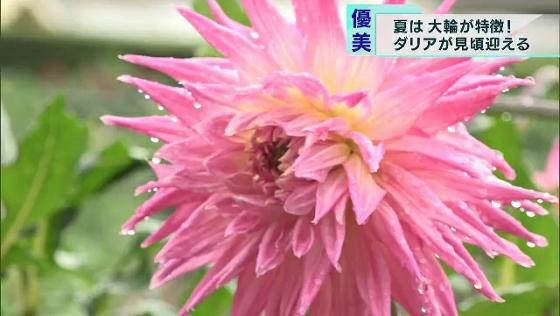 色鮮やかな大輪の花が見頃　東京・町田ダリア園