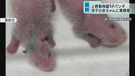 上野動物園　双子の赤ちゃんパンダに黒模様