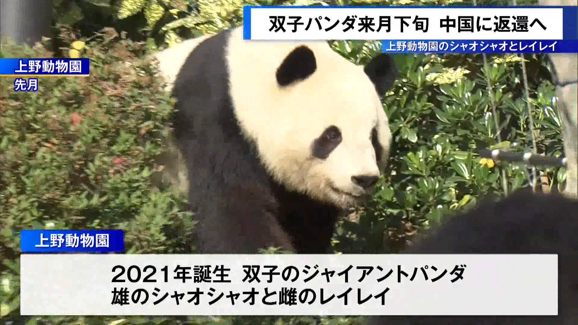 東京・台東区にある上野動物園の双子のジャイアントパンダ、シャオシャオとレイレイが2026年1月下旬、中国へ返還されることが関係者の話で分かりました。