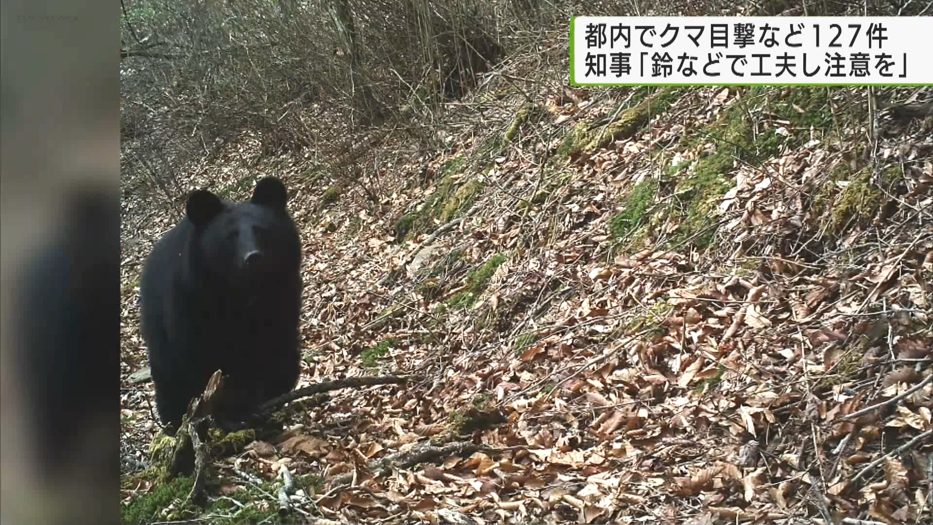 全国でクマによる被害が相次いでいますが、都内でも多摩地域でクマの目撃情報が挙がっているとして、小池知事が注意を呼びかけました。