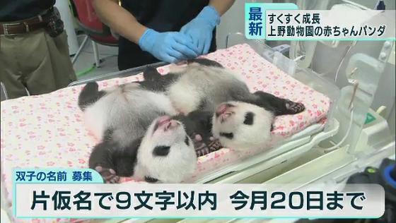 双子の赤ちゃんパンダ　目を開ける様子も