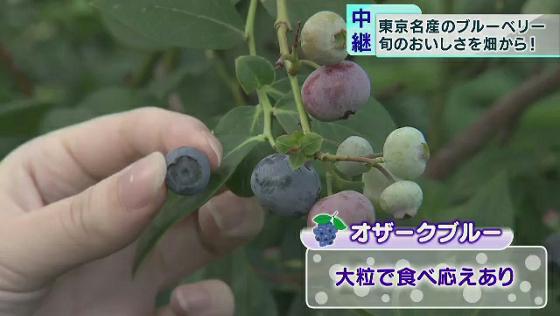 収穫量1位も 東京名産のブルーベリーは今が旬 Tokyo Mx プラス