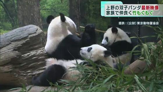 東京・上野動物園の人気者、ジャイアントパンダのシャオシャオとレイレイがまた一歩大人に近づきました。今回公開された最新映像では仲良く竹を頬張っています。