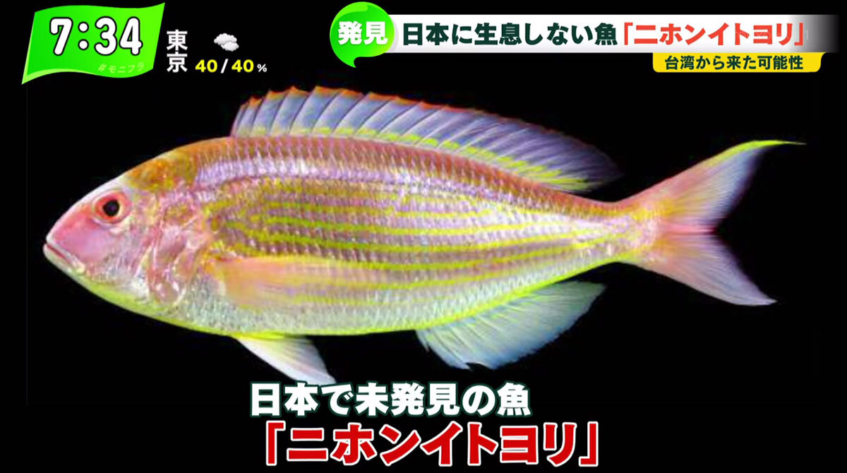日本未発見の「ニホンイトヨリ」を鹿児島で初確認…「魚の分布は人の分布」