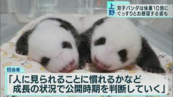 　6月に上野動物園で生まれたジャイアントパンダの双子の赤ちゃんの最新映像が公開されました。体重はどちらも生まれた時から10倍以上に増え、すくすくと成長しています。