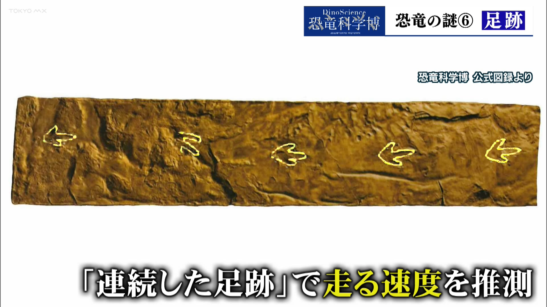 東京ミッドタウンで開催中の「恐竜科学博」で知ることができる「恐竜の謎」をお届けします。きょうのテーマは「足跡」です。
