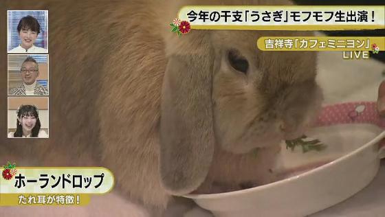 2023年の干支は「うさぎ」ということで、ウサギカフェから中継です。かわいいウサギと一緒にお送りします。