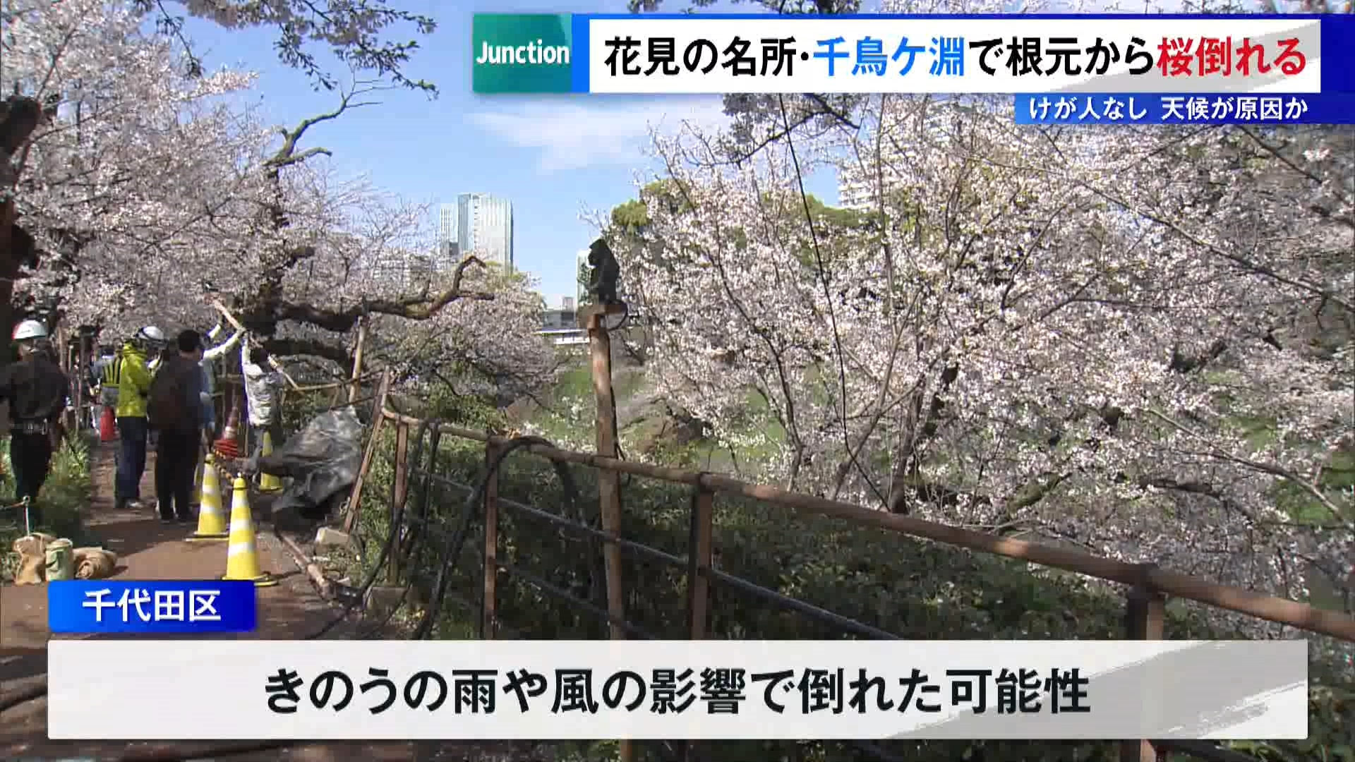 花見シーズンの東京都内で、桜の倒木が相次いでいます。
