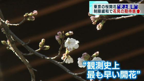 東京の桜が開花“史上最早”　制限緩和で花見の期待感もアップ