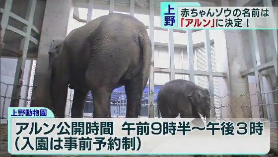 かわいい！赤ちゃんゾウの名前が投票で決定　東京・上野動物園