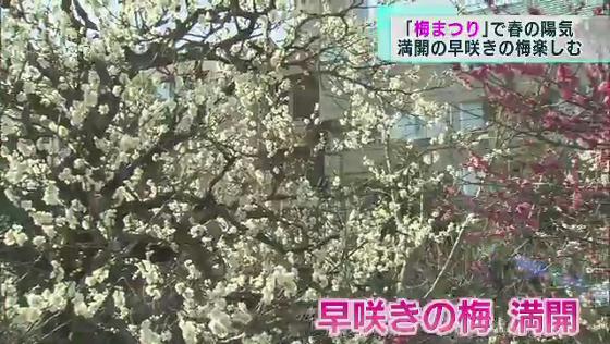 湯島天神の梅まつり今回で65回目開催