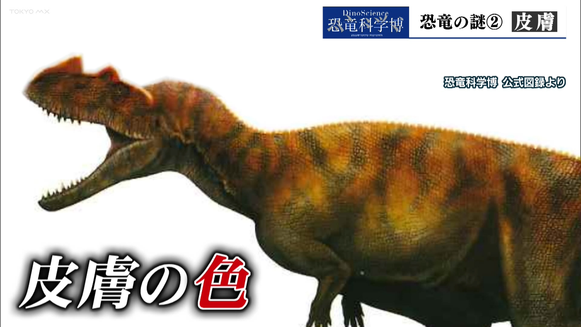 開催中「恐竜科学博」 恐竜にまつわる謎②皮膚｜TOKYO MX+（プラス）