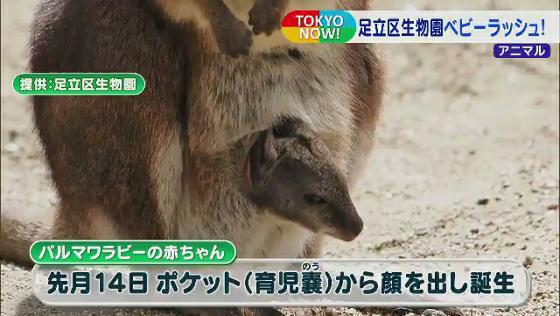 　500種類以上の生き物を飼育している東京・足立区にある「足立区生物園」は、緊急事態宣言の延長で臨時休園が続いています。しかし園内はベビーラッシュで、にぎやかな春を迎えています。