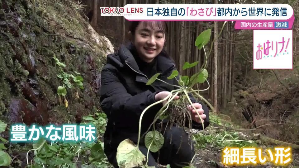 日本独自の「わさび」を東京から世界に発信！奥多摩町のわさび生産者に取材