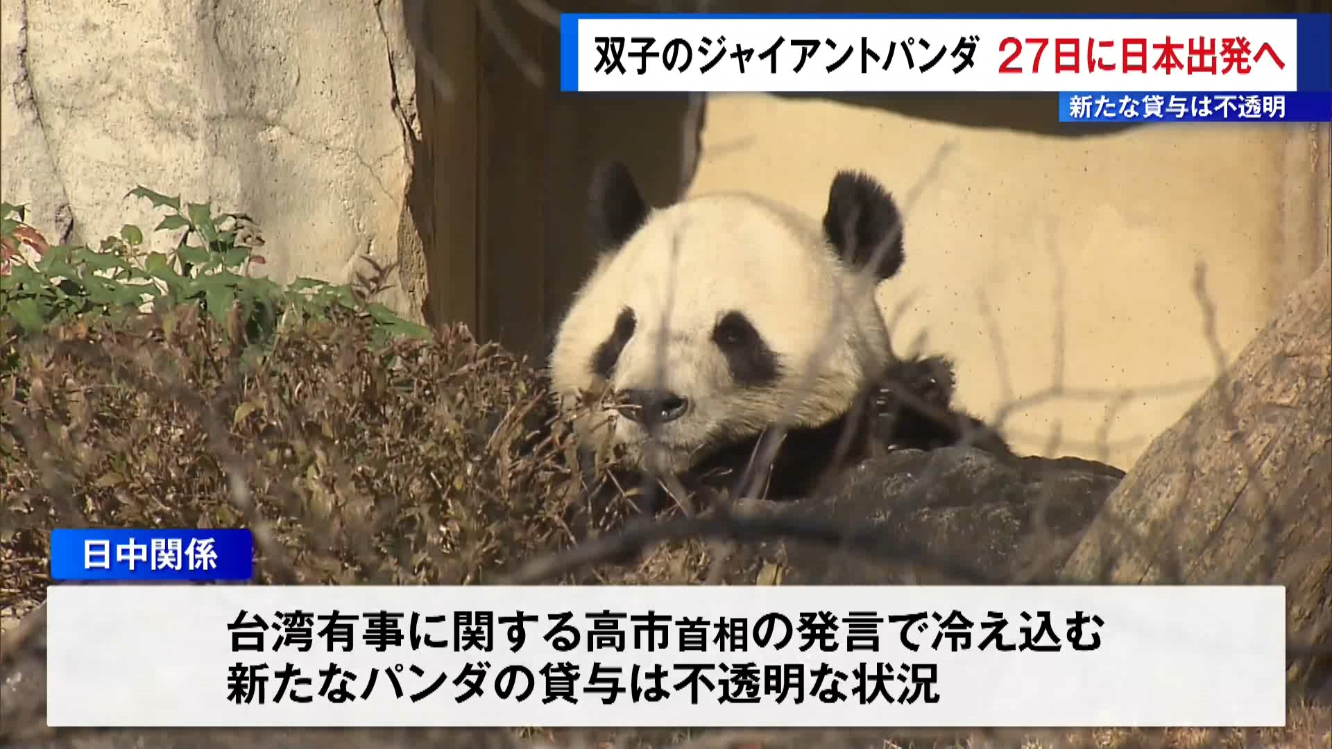 東京都は中国へ返還される上野動物園の双子のジャイアントパンダが、1月27日に日本を出発すると明らかにしました。