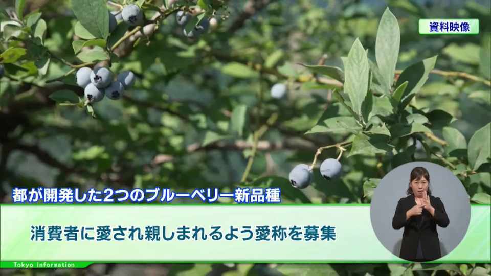 暮らしに役立つ情報をお伝えするTOKYO MX(地上波9ch)の情報番組「東京インフォメーション」(水曜日&金曜日の午後6:51ごろ~午後6:56ごろ)。
今回は都が開発した暑さに強いブルーベリー2品種の愛称募集や、新たなアートシティ像を描きながら都市・東京の魅力を際立たせる「国際文化芸術祭」を紹介しました。
