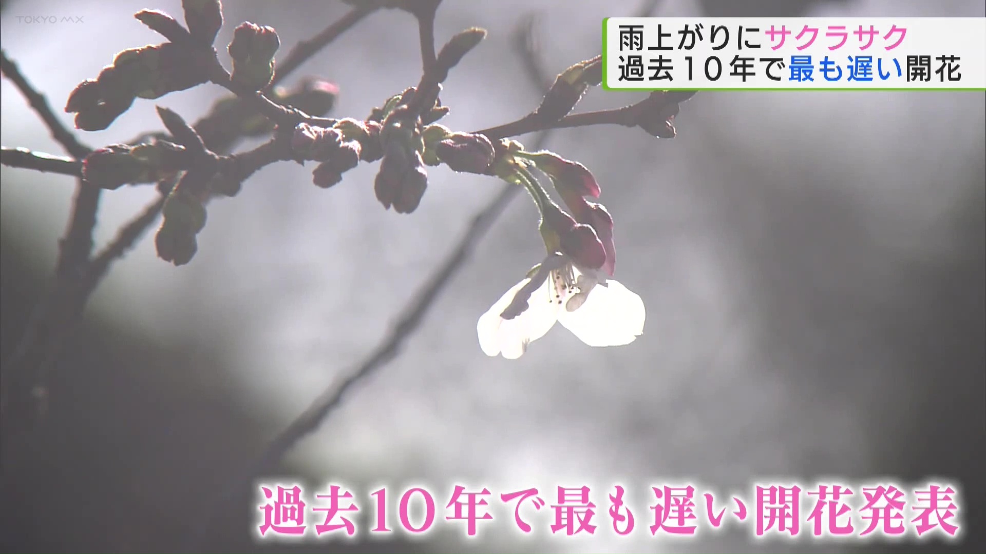 待ちわびたという人もいらっしゃるのではないでしょうか。気象庁が東京都心の桜の開花を発表しました。去年より15日遅く、過去10年で最も遅い開花となりました。