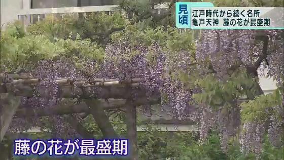 　江戸時代から続く藤の名所で、紫色の花々が来場者を楽しませています。